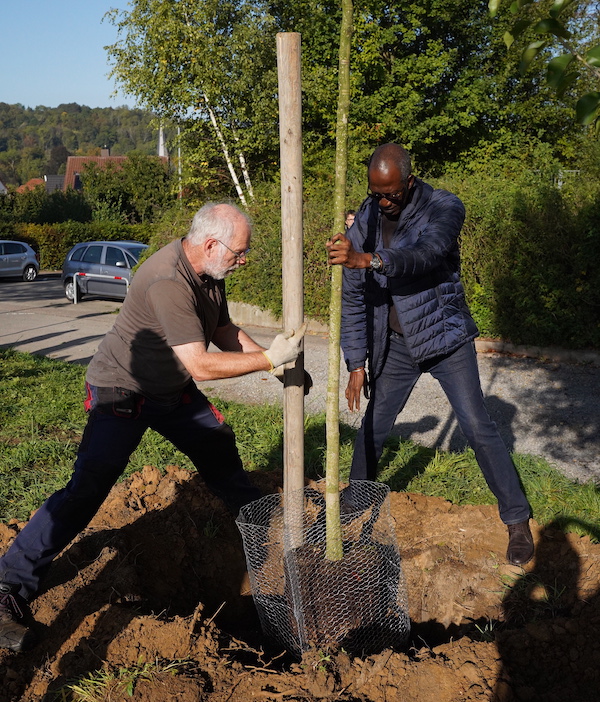 Baumpflanzen, Bildunterschrift: Mamadou und Herbert Hauck, NF Neckarbischofsheim, pflanzen einen Baum am Adolf-Schmitthenner-Gymnasium © Doris Banspach